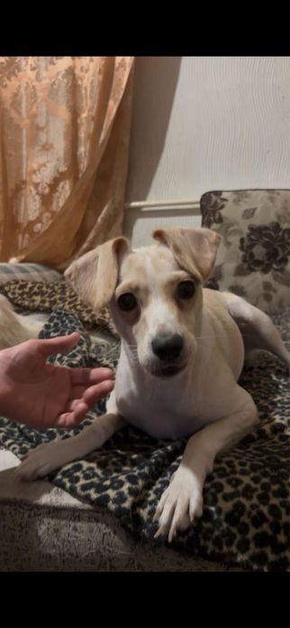 Отдам собаку девочка