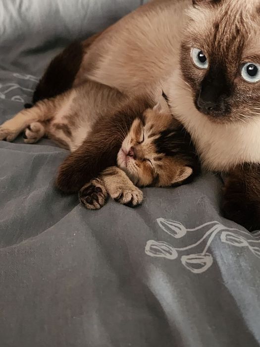 Сиамская кошка Барсик