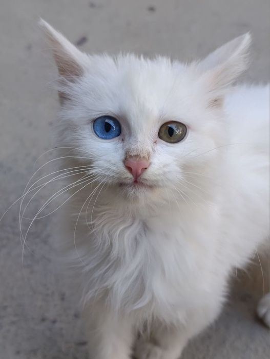 Mushuk sotiladi …….