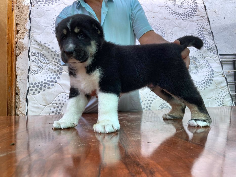 Щенок Туркменского Алабая ( чистокровный )