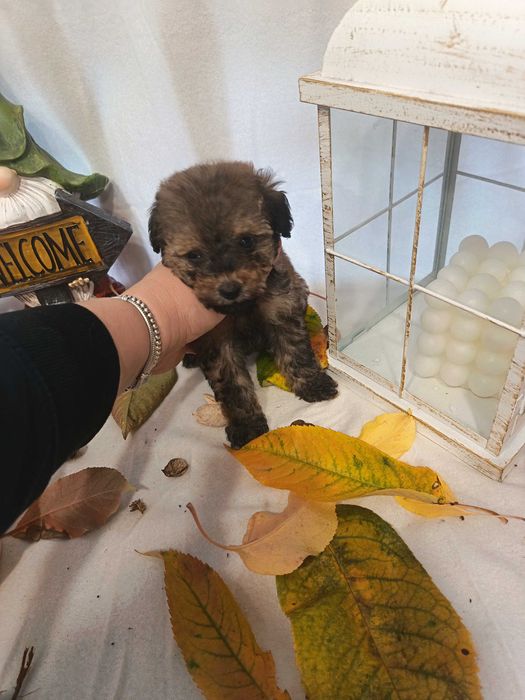 Мини   пуделчета