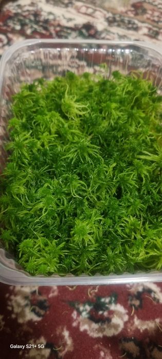 Живой мох Сфагнум  премиум класса 100 г 100 000