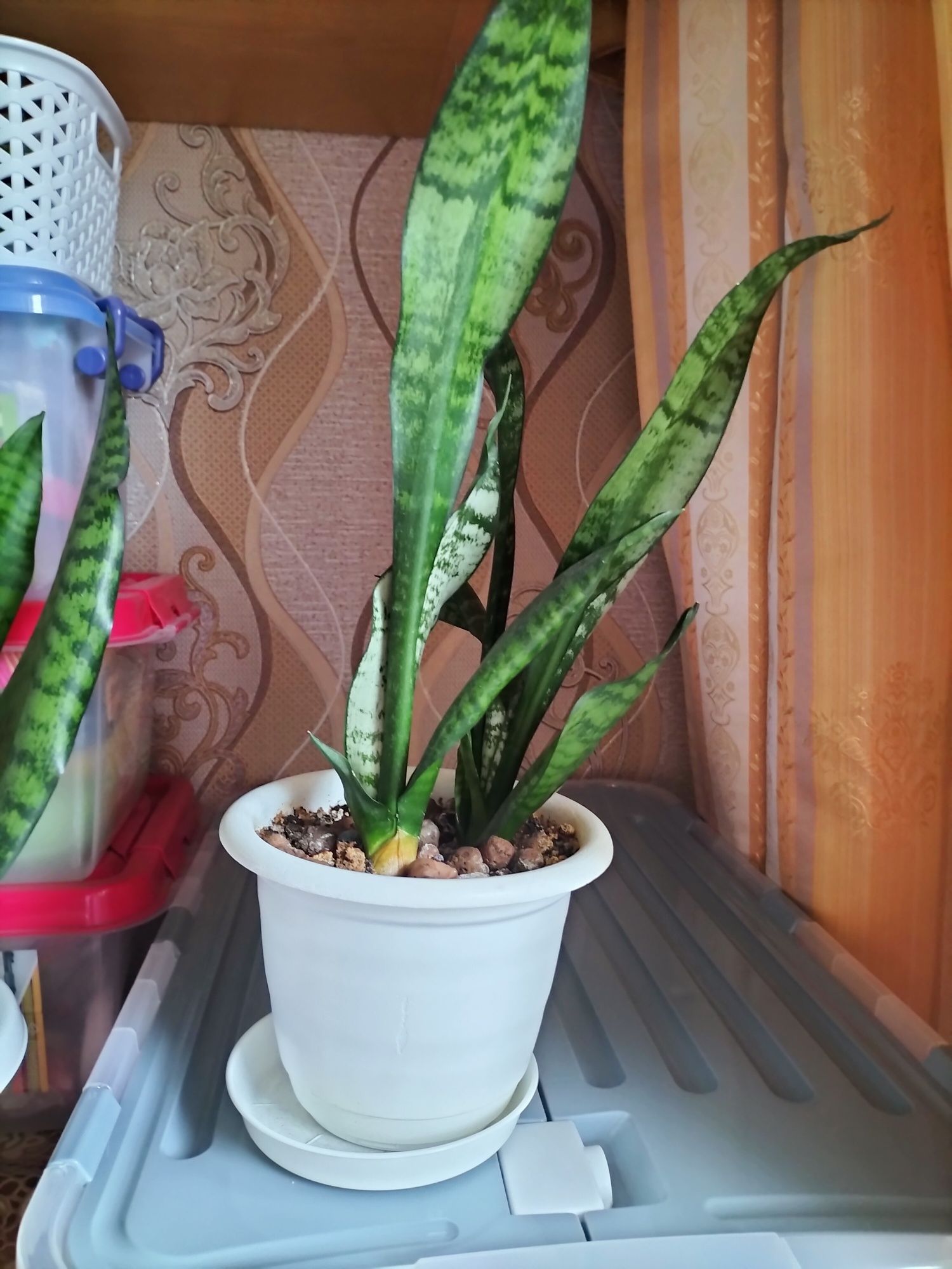 Комнатные растения