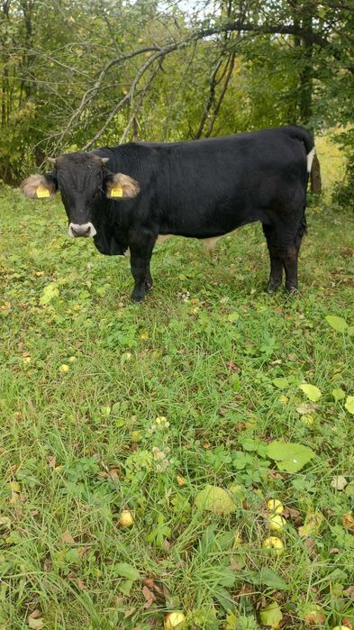 De vanzare 3 vitei taurasi