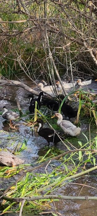 Продаю башкирских уток