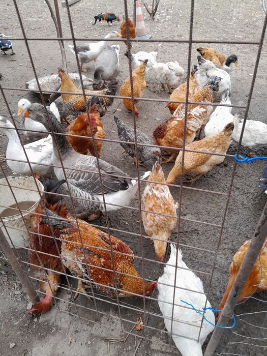 Păsări de curte de vinzare