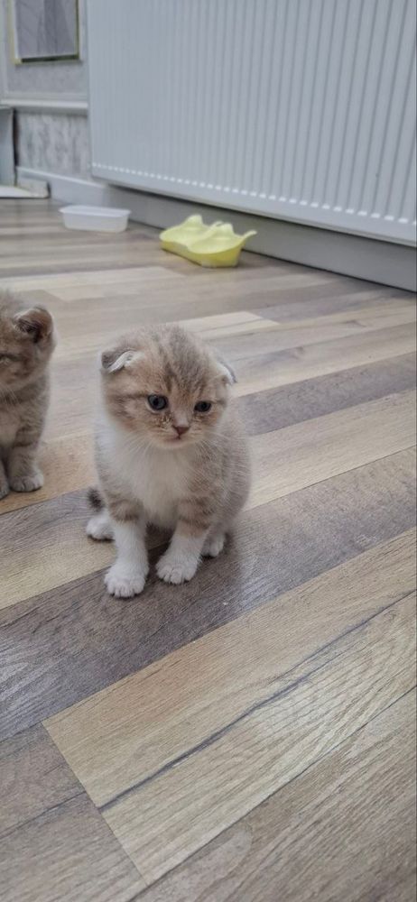 скоттиш фолд британский