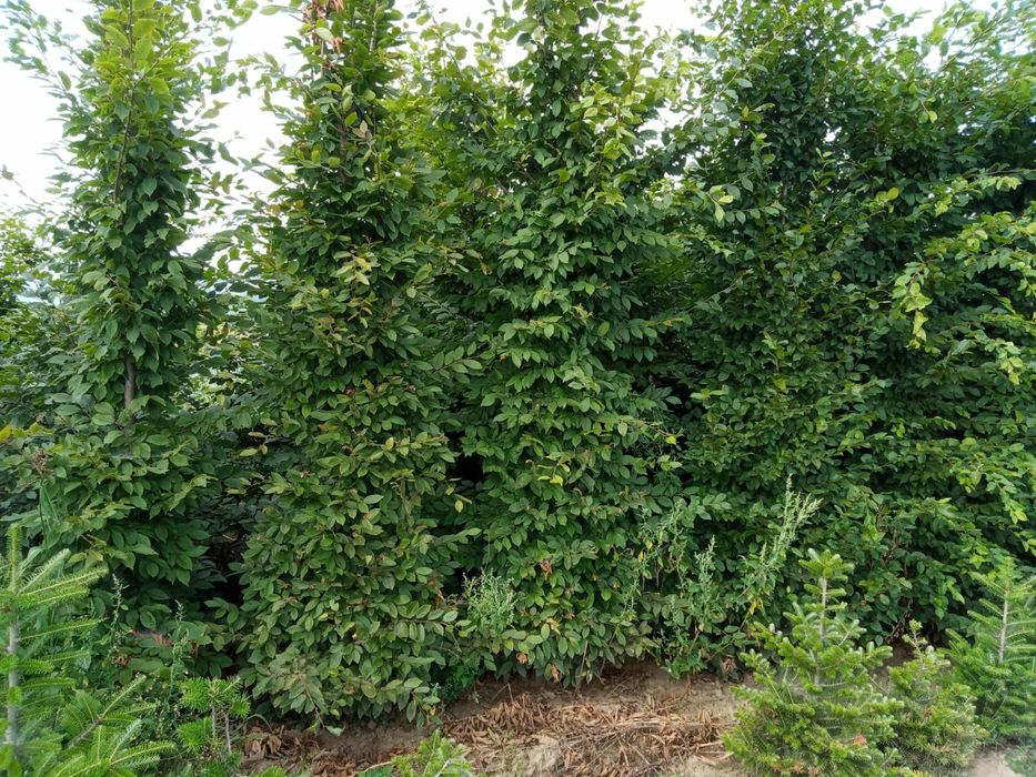 Tuia Leylandy,carpinus,magnoli,brazi,mesteacăn,platani