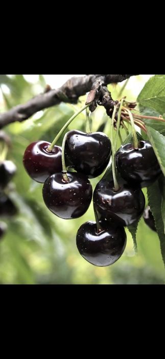 Cais.Aronia.Gutui.Nuci.Tei.Castan.Par.Mar.Afin.Alun.Cires.Migdal.Soc.