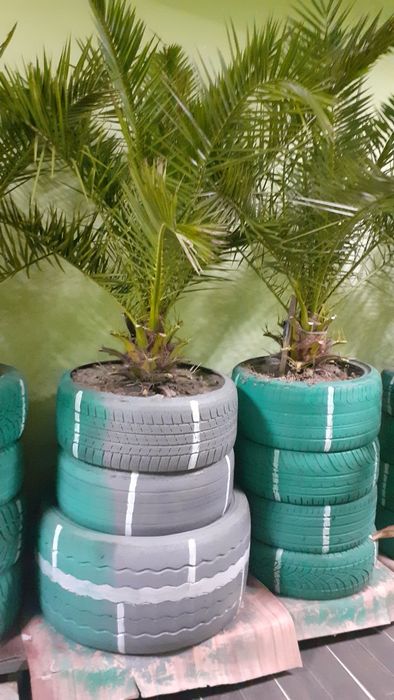 Palmieri de vânzare