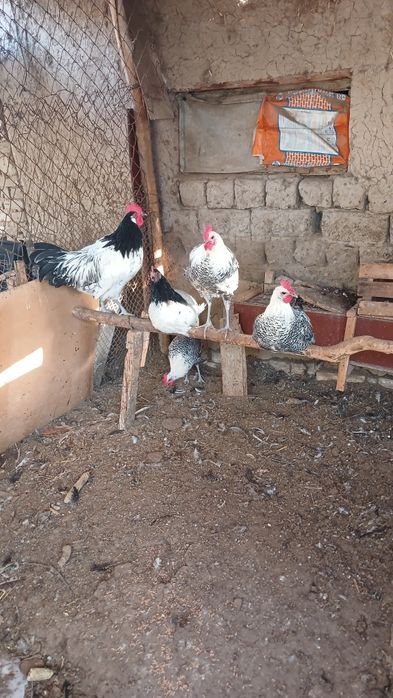 Zotli Xorozlar Obmen qilamiz