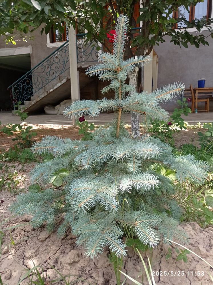 Бельгийский  голубой ель
