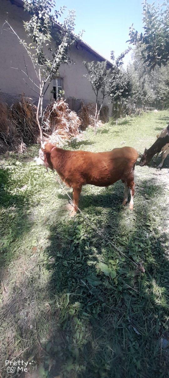 Grenfort navoscha sotladi