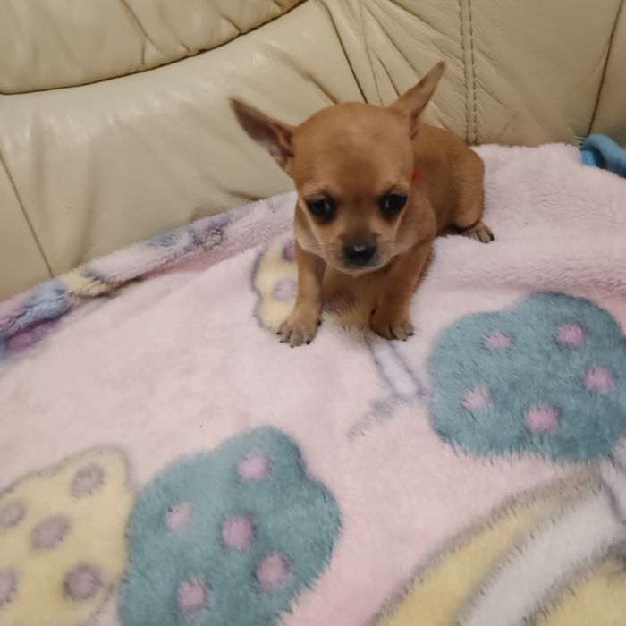 Cățelușa Chihuahua/Ciuaua