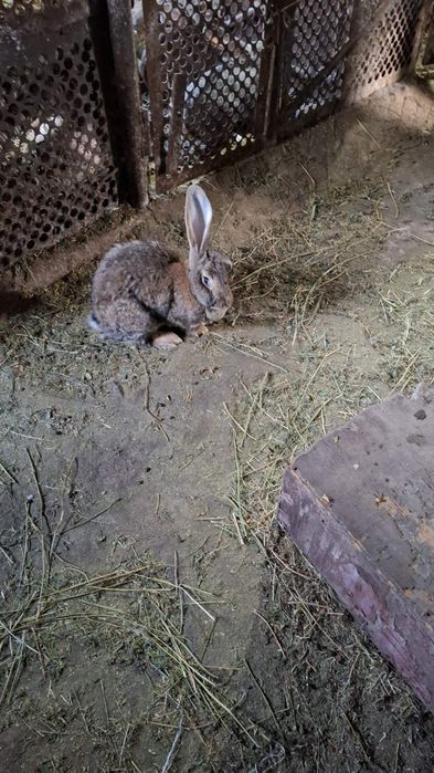 Продавам зайците