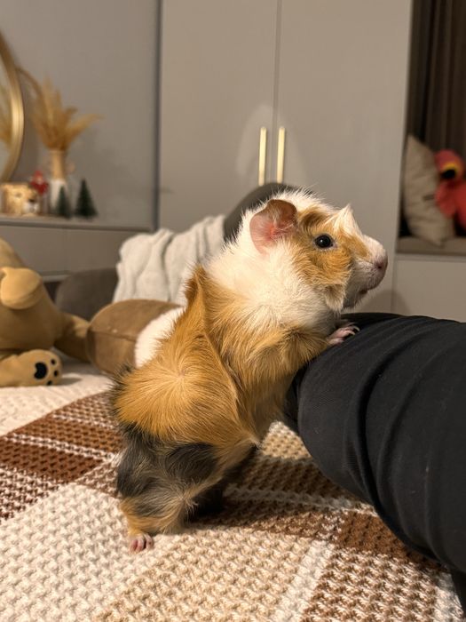 Морская свинка розетка