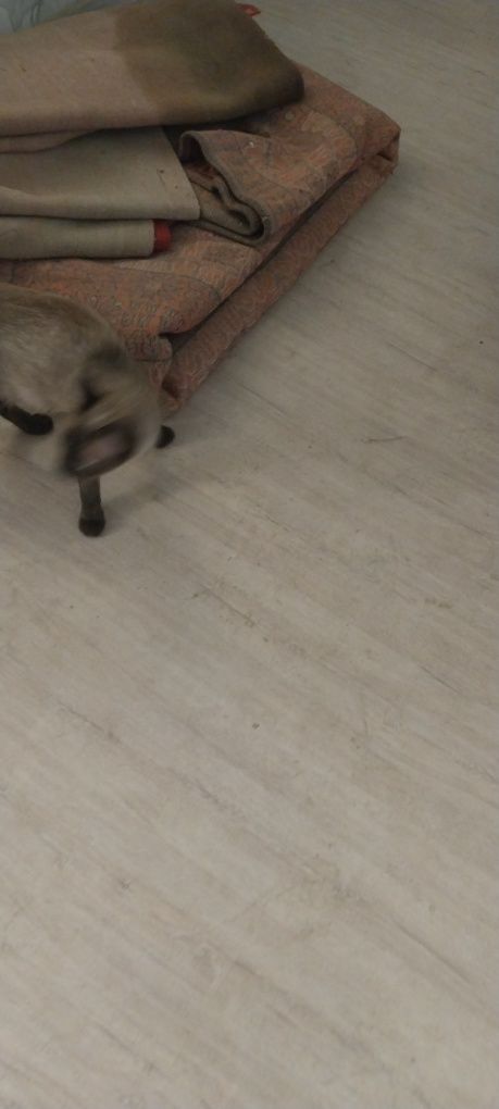 Коша хорошо здаров
