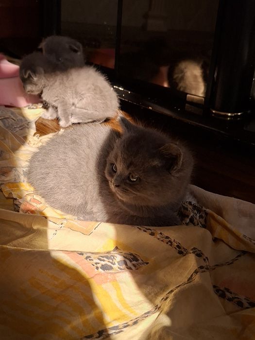 Шотландская кошка с 8 котятами