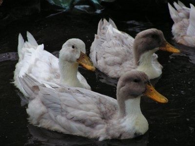 Утиные яйца | O'rdak tuxumlari