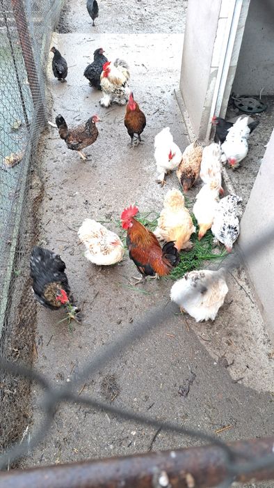 Gaini pitice de vanzare