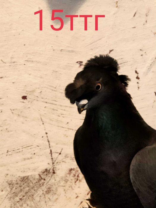 Голуби лётно-игровые Узбекские