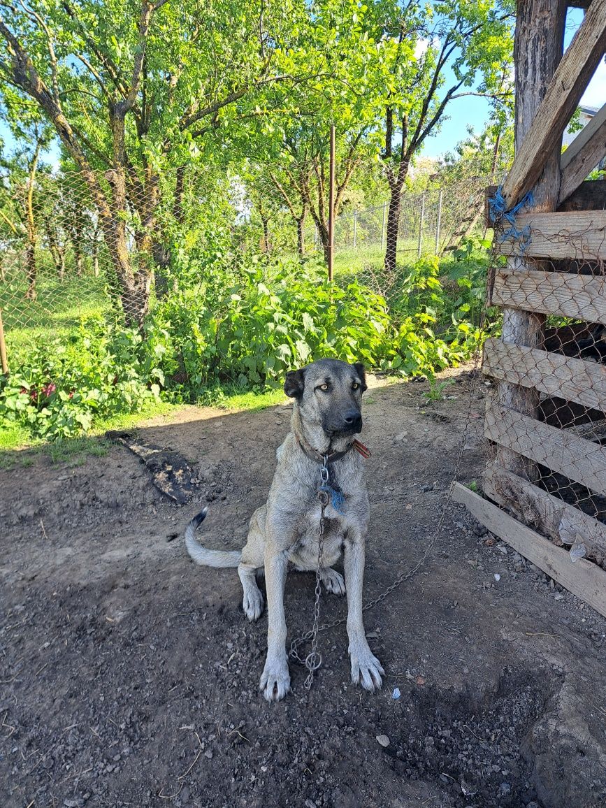 Vând cățeaua kangal