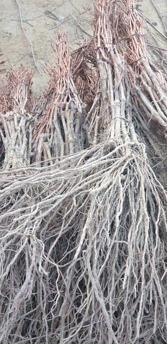 Producător butasi vita de vie și pomi fructiferi en gross