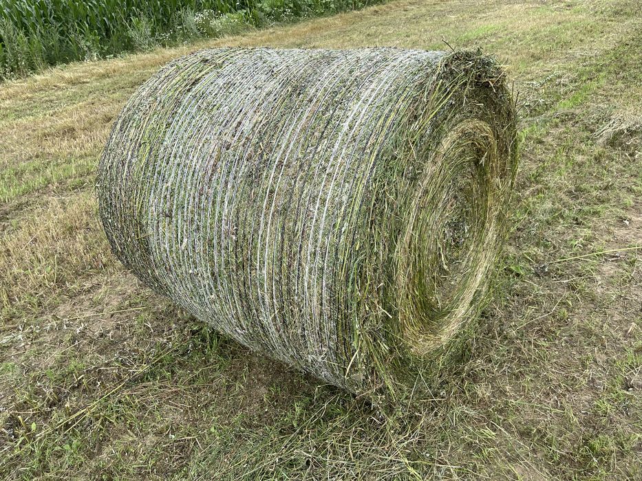 Baloti lucerna tocata infoliati (semifân) și fan din agric. ecologică