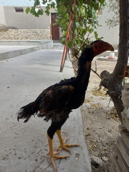 Kulangi joʻja 6 oylik