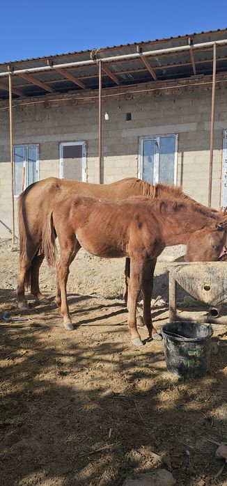 Ona bola ot  bolasi erkak toychasi juda sifatli