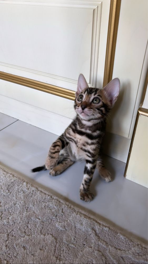 Продается котята бенгал