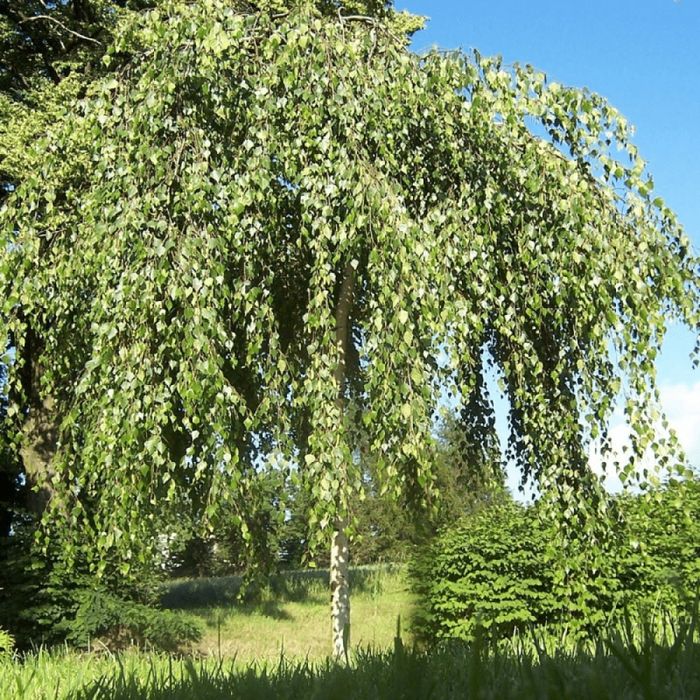 Mesteacan plangator betula youngii 140-150 cm, trimitem în toată tara
