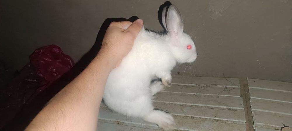 Калифорния куйонлари