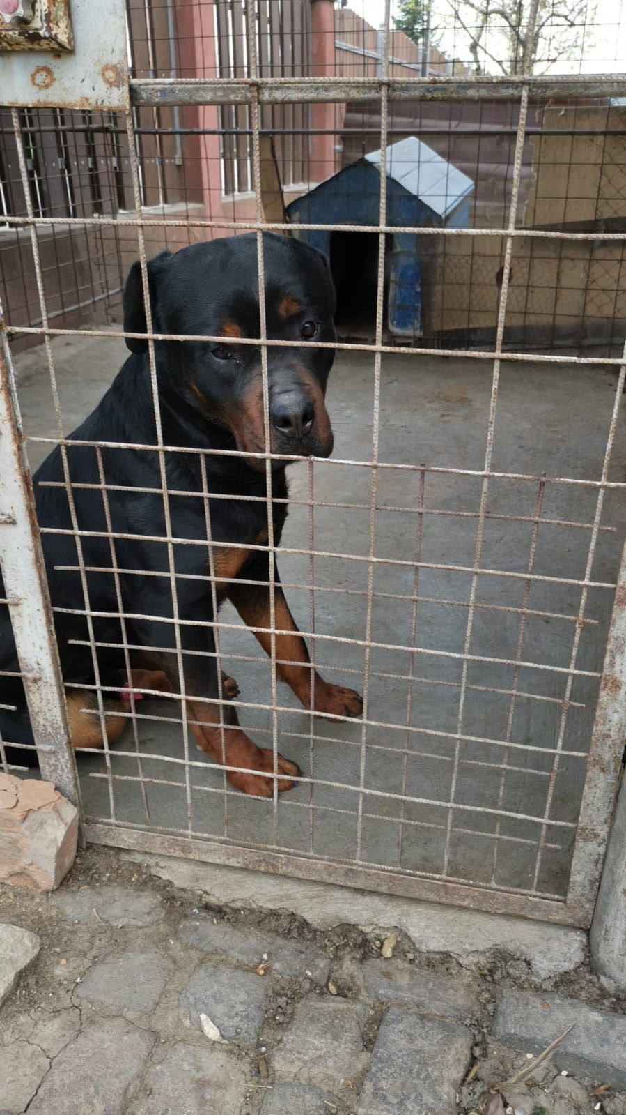 rottweiler 2 ani