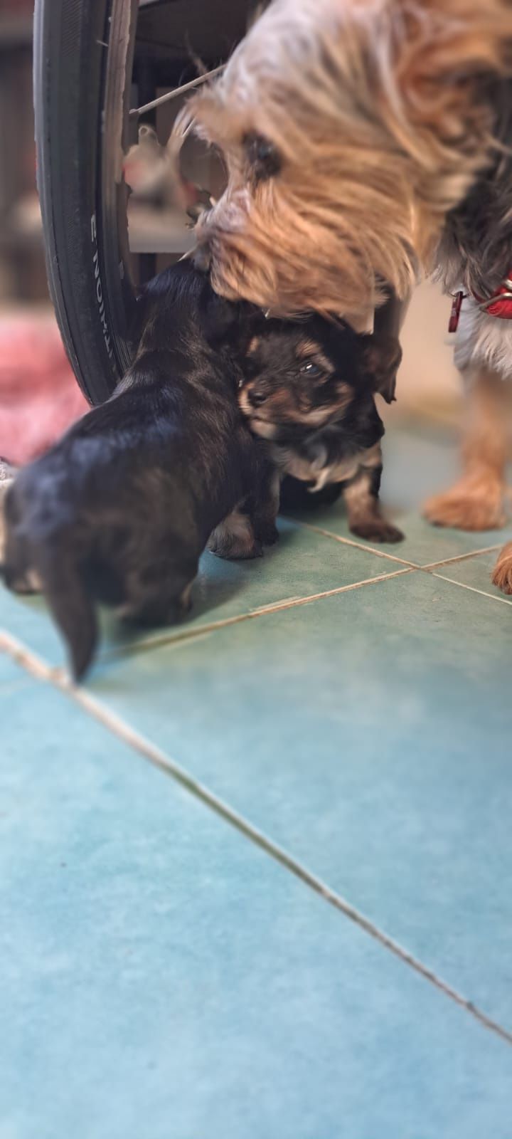 Yorkshire terrier