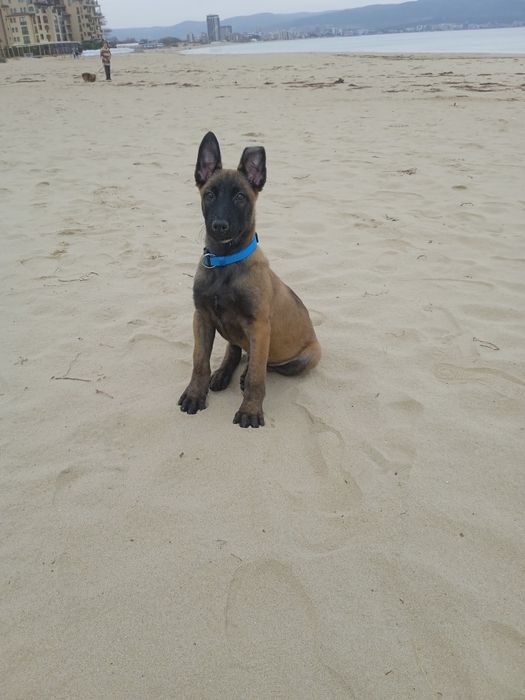 Белгийска овчарка Малиноа