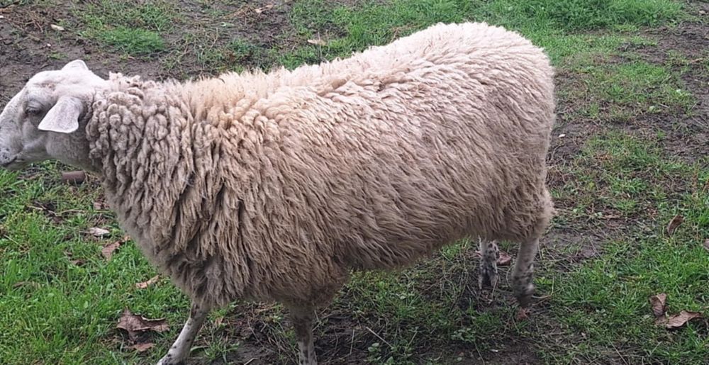 Продавам две шилета за дъмазлък