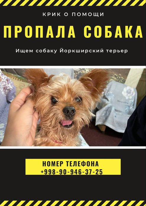 Потерялась собака