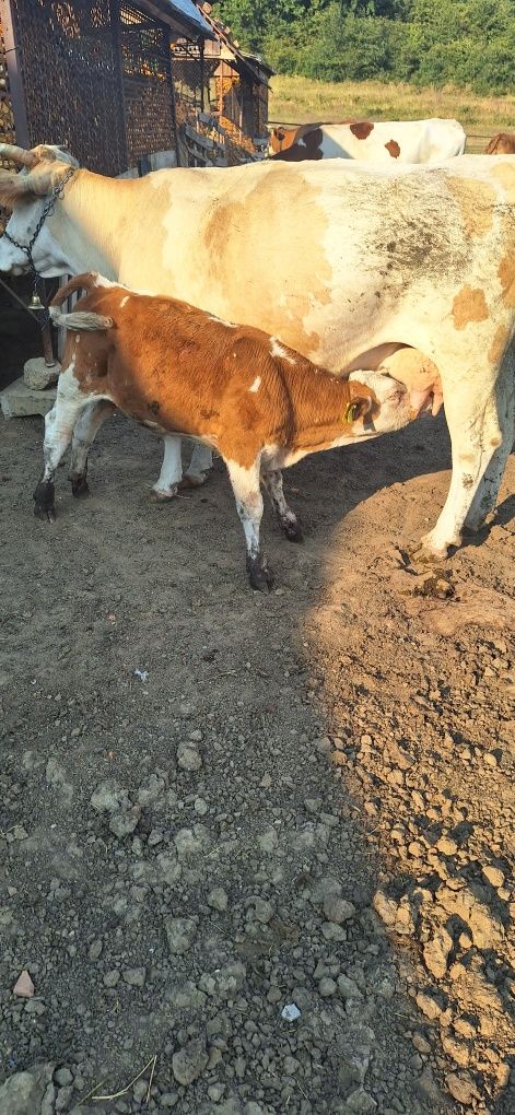 Vând vaca de 7 ani cu vitea lângă ea