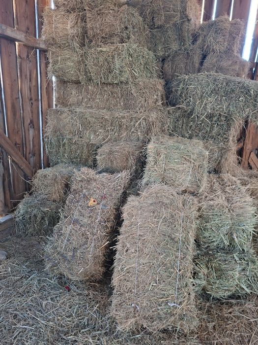 Vând baloti dreptunghiular de iarba de lunca si lucerna ultima coasă