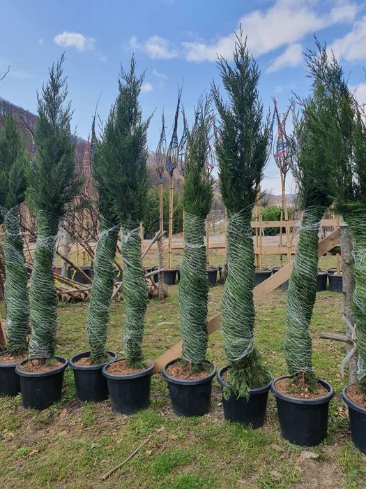Leylandii 2.5m - 3m ideal pentru formarea unui gard viu