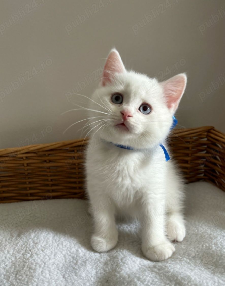 Ragdoll  băiețel  400 lei