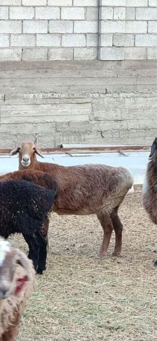 семіз қызыл қой сатылады