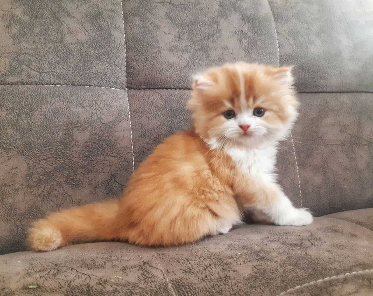 Продается шотландский котенок-мальчик