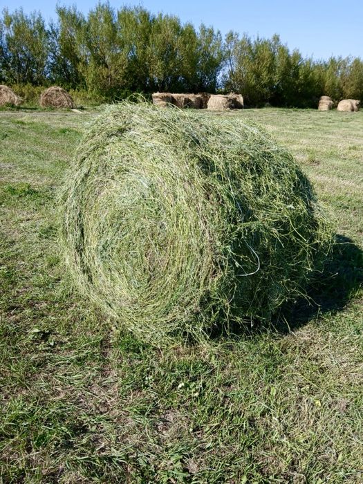 Продаю сено в руллонах , 12000