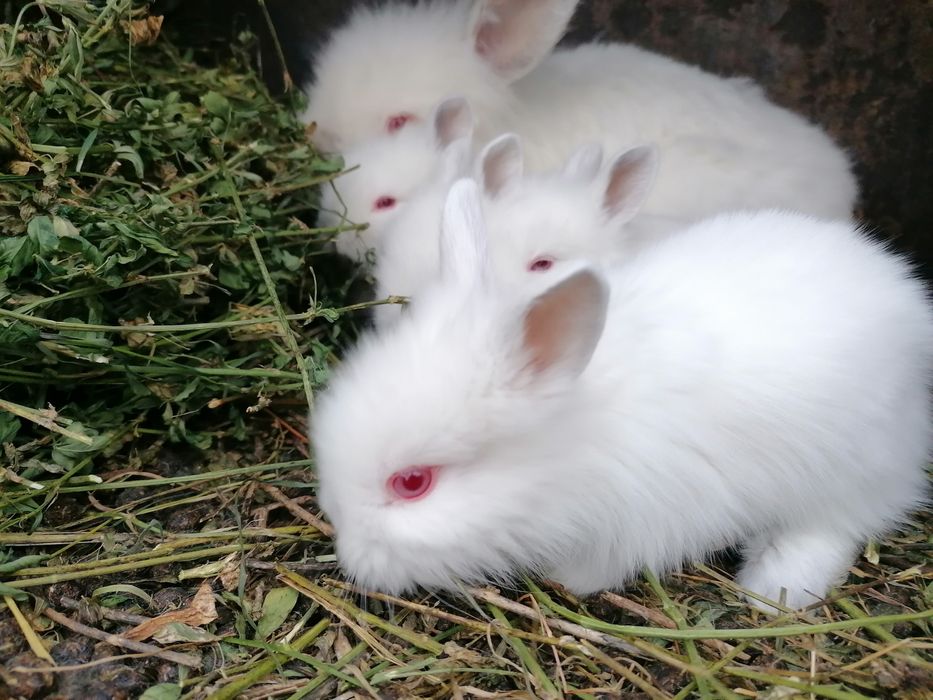 Iepurași, cap de leu