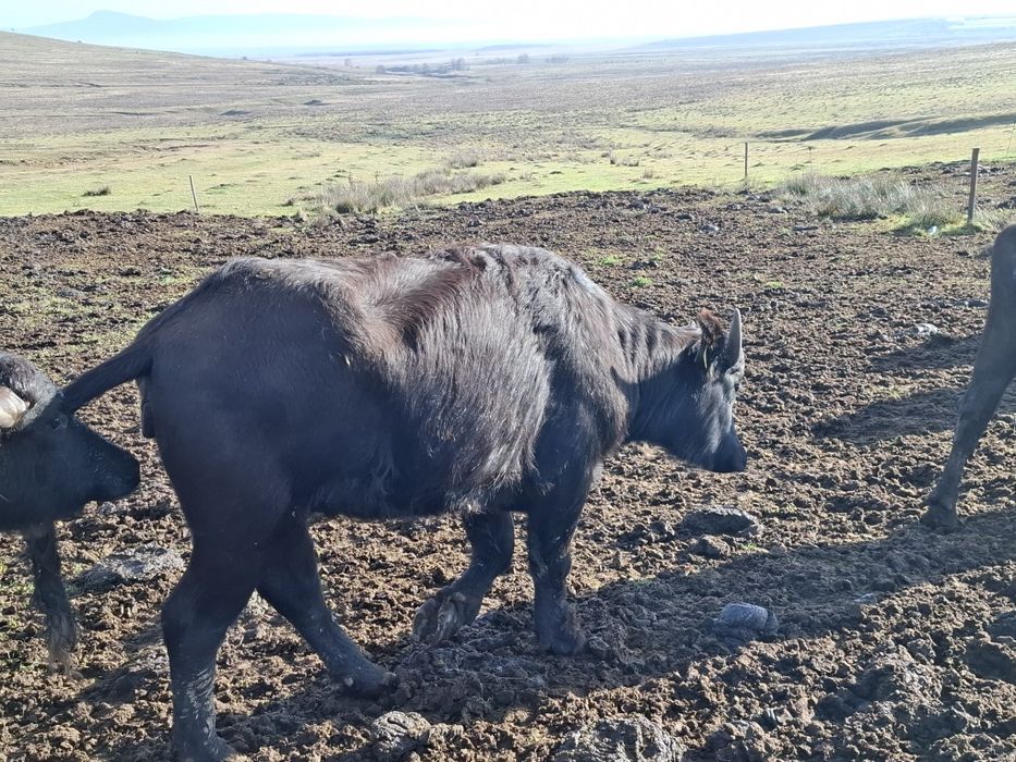 Vând taurasi de bivol