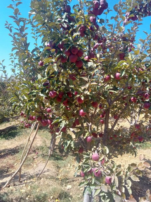 Baxmal olma sotiladi