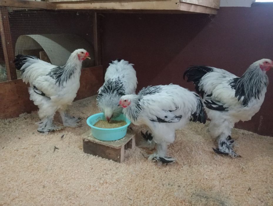 Cocosi brahma herminat deschis