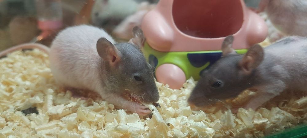 Крысы-сфинксы тёмного окраса